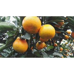 柑橘品种哪个前景好-岗峰农场(在线咨询)-柑橘苗