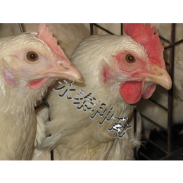种鸡养殖场-晋城种鸡-永泰种禽公司