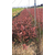 红叶石楠色块苗-绿林苗木(在线咨询)-红叶石楠缩略图1