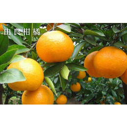 柑橘苗-金华金东果友家庭农场-柑橘苗木