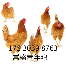 110天青年鸡价格110天青年鸡日耗料110天青年鸡体重
