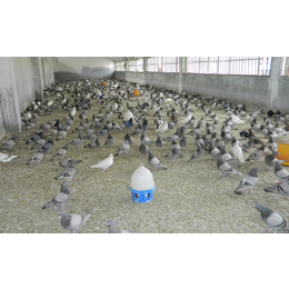 山东中鹏农牧种鸽养殖(图)-肉鸽基地-肉鸽