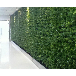 学校墙体绿植-墙体绿植-安徽洸森绿化工程(查看)