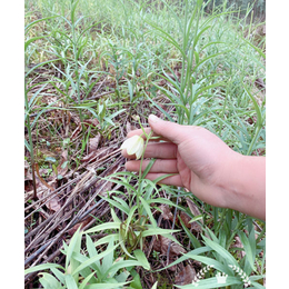 贝母种苗-世茂苗木-贝母种苗价格