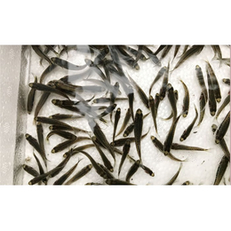 供应加州鲈鱼苗价格-河源加州鲈鱼苗价格-活泼水产欢迎咨询价格