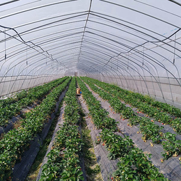 生产温室蔬菜大棚报价-生产温室蔬菜大棚-聚丰温室大棚按需定制