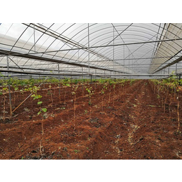 文山葡萄种植大棚多少钱一平米-文山葡萄种植大棚-光明温室大棚