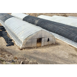 腾达农业(图)-简易单栋拱棚价格-衡水简易单栋拱棚