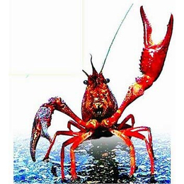 龙虾养殖技术-武汉农科大(在线咨询)-恩施龙虾养殖