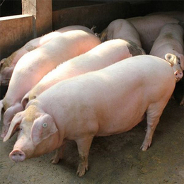 15斤仔猪哪家强-仔猪-义民牧业母猪