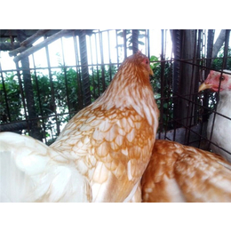 种鸡养殖技术-种鸡-永泰种禽