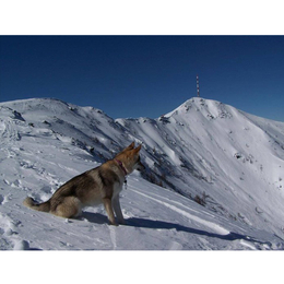 北京瑞阁宠物公司 -小捷克狼犬多少钱一条-湖北小捷克狼犬