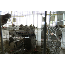 种鸽-山东中鹏农牧种鸽养殖-种鸽繁育基地