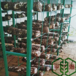 浙江食用菌培育架-蘑菇养菌层架-产品挑选要点
