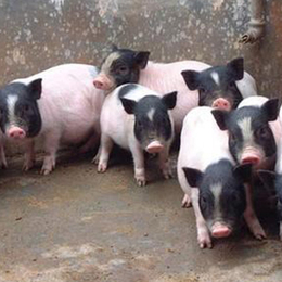 本溪巴马香猪-兴利动物租赁(在线咨询)-巴马香猪批发