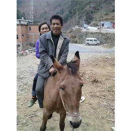 安庆骡马运输-骡马运输价格-铜陵爱年骡马运输(推荐商家)