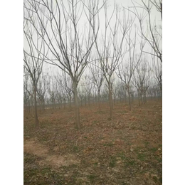 安徽合肥苗圃出售黄山栾树 无患子 水杉 垂柳 红叶石楠 