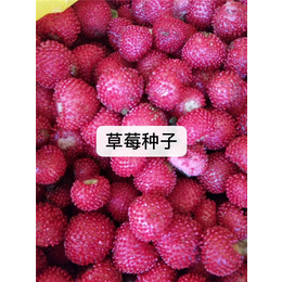 草莓种子价格-无锡芳东绿化(在线咨询)-荆州草莓种子