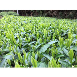 深圳绿茶袋泡茶分享几款好喝的绿茶办公绿茶