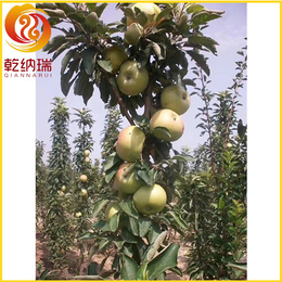水蜜桃苹果树苗出售-水蜜桃苹果树苗-乾纳瑞农业