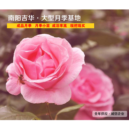 吉华月季植株强健(在线咨询)-陕西盆栽月季-盆栽月季苗圃