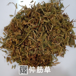 供应伸筋草 伸筋草价格