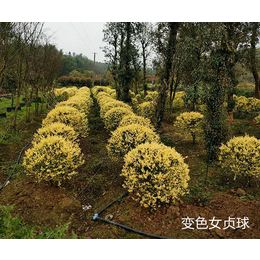 耐寒灌木-常德智明农业公司-耐寒灌木供应商