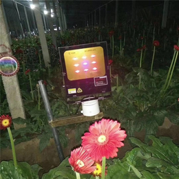 自制led植物灯-星丰科技-江门植物灯