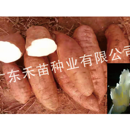 红薯种-地瓜种红薯种-禾苗种业(诚信商家)