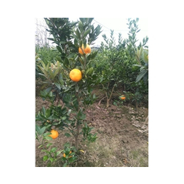金桔橘苗-繁茂苗木(在线咨询)-苏州橘苗