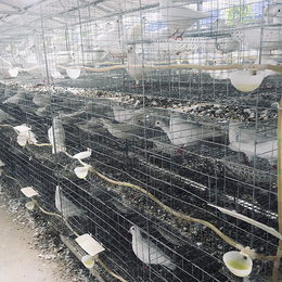 西安大型养殖鸽子技术培训电话推荐