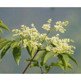 江苏白蜡苗木价格-郑雷雷苗圃(在线咨询)-白蜡