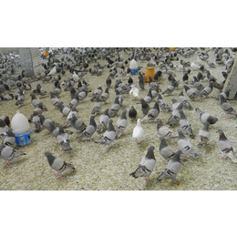 山东中鹏农牧(多图)-肉食鸽市场价-潍坊肉食鸽