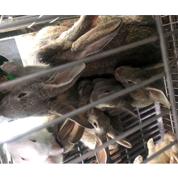 肉兔养殖场-宏盛养兔厂-株洲肉兔