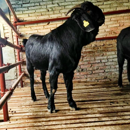 供應旺源養殖場努比亞黑山羊種公羊懷孕母羊小羊仔