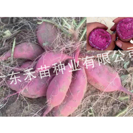 脱毒红薯种高产栽培-禾苗种业-红薯种