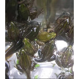 贵港黑斑蛙-半亩田生态公司-黑斑蛙养殖培训基地