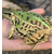 青蛙种苗批发-梧州青蛙种苗-半亩田生态农业公司缩略图1