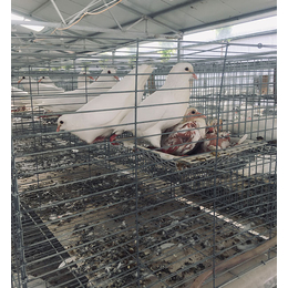 亳州鸽子的养殖技术大全-天明种鸽*养殖基地