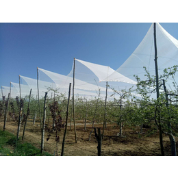 新疆冰雹网价格 果树防鸟网 白色塑料防护网 防雹网现货供应