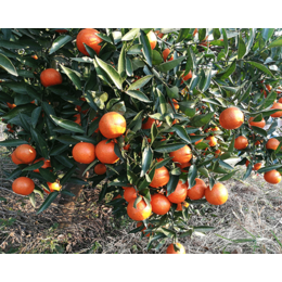 达州世纪红美国糖橘-湖南千思农林有限公司
