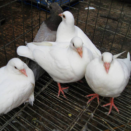 大庆肉鸽-兴利动物租赁长年承接-肉鸽销售