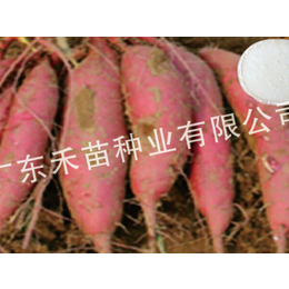 锡林郭勒盟烟薯25种苗-禾苗种业红薯种-够买烟薯25种苗
