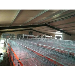 肉鸡养殖设备-肉鸡养殖设备销售-翔悦畜牧机械(推荐商家)