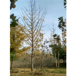 20公分白果树价格-福建白果树-徐州志森园林绿化