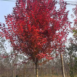 美国红枫价格-邳州市亚森苗木-8公分美国红枫树价格
