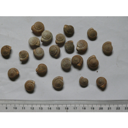 产地中药材蜗牛壳批发 蜗牛壳价格 蜗牛壳哪里有卖的