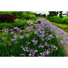 紫娇花-古润园林(查看)