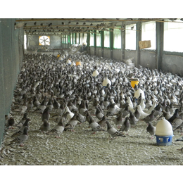 山东中鹏农牧(在线咨询)-吉林肉食鸽-肉食鸽养殖基地