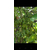 供应八角种子和茴香种子和玉林茴香树5号店缩略图3